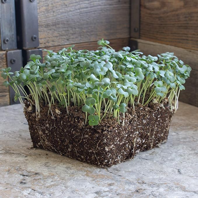 Ramoso Santana Sprouting Broccoli Seeds - 1 Oz ~9000 Seeds - Non-GMO, Open Pollinated - Vegetable Garden, Sprouts & Microgreens Seeds