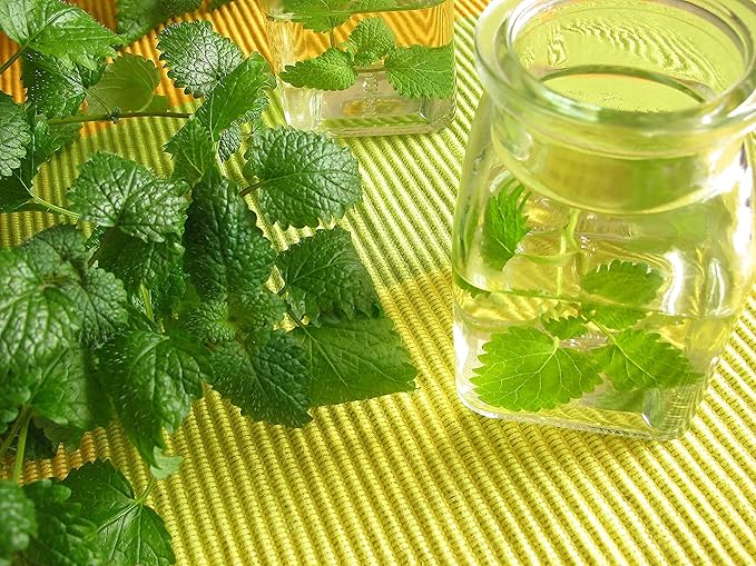 Lemon Balm Seeds, 200+ Heirloom, Non GMO Seeds, Melissa officinalis