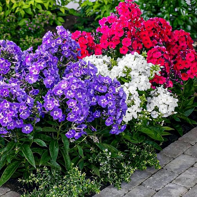 Mixed Phlox Seeds for Planting - 2000 Creeping Phlox Seeds Perennial Ground Cover Plants- Annual Flower for Home Garden