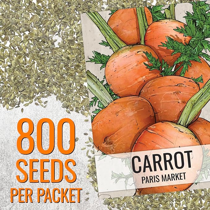Seed Needs Carrot Seeds for Planting Paris Market Carrots - Non-GMO Heirloom & Untreated Annual Cool Weather Crops - Grow a Home Grown Outdoor Vegetable Garden (5 Packs)
