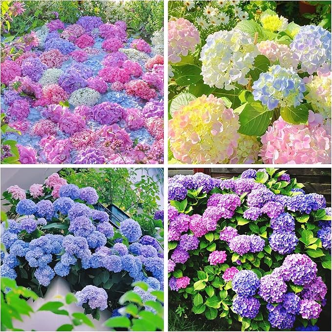 60+ Perennial Hydrangea Seeds Flower for Home Gardens Outdoor-Non-GMO Heirloom Flower High Germination Rate