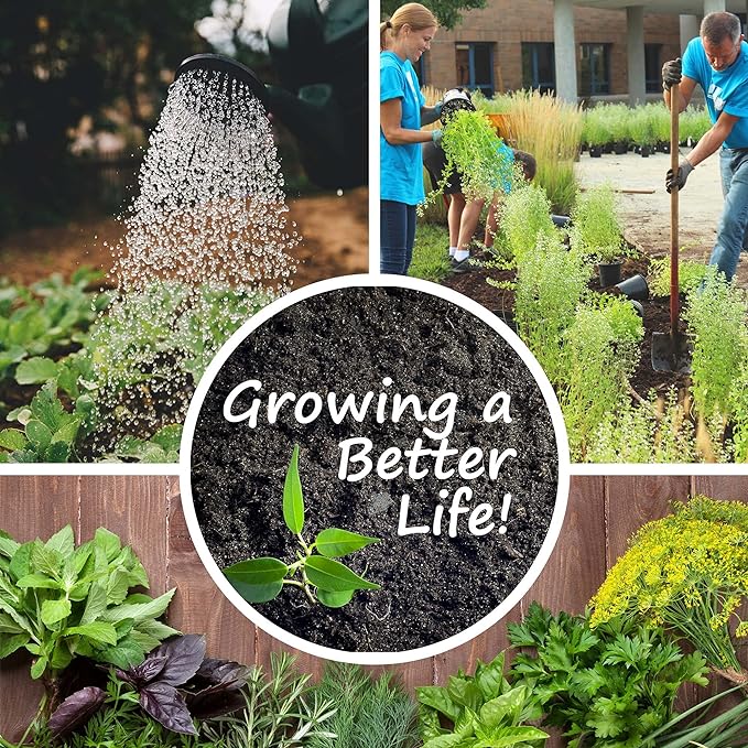 Parsley, Forest Green - 1 Oz ~1500 Seeds - Culinary Herb Garden & Microgreens Seeds - Non-GMO, Heirloom