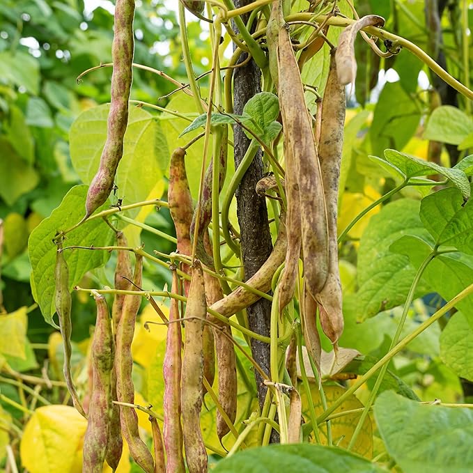Purely Organic Pinto Bean Seeds - USDA Organic, Non-GMO, Open Pollinated, Heirloom, USA Origin (1 Packet - 20 Grams - Approx 36 Seeds)