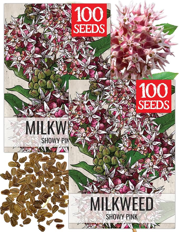 Seed Needs Showy Milkweed Seeds for Planting - Untreated & Open Pollinated, Attracts Monarch Butterflies in a Butterfly Garden (2 Packs)