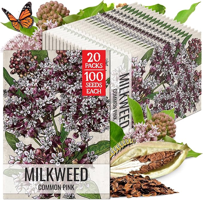 Seed Needs Pink Milkweed Seeds for Planting Common Asclepias syriaca - Heirloom & Open Pollinated Perennial Flower Seed to Plant a Monarch Butterfly Garden (20 Packs)