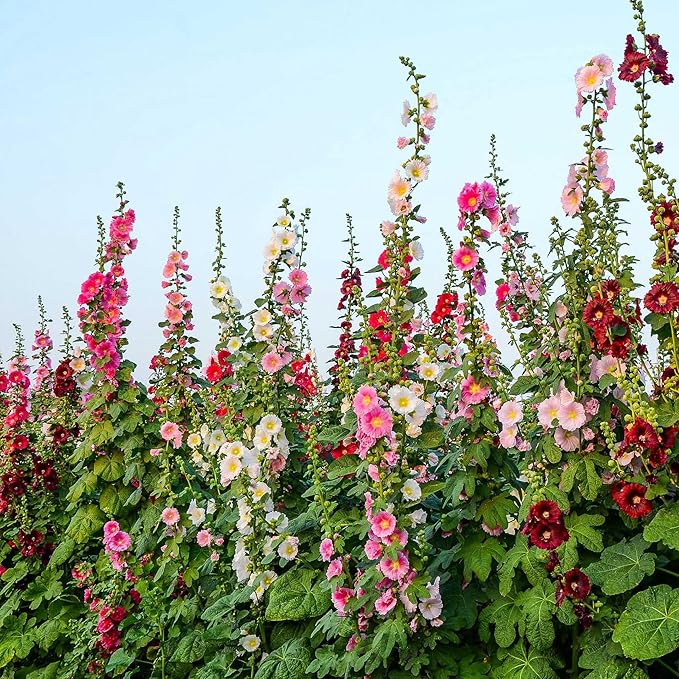 Park Seed Happy Lights Hollyhock Flower Seeds – Vibrant Single Blooms, Rust-Resistant Mix, Tall Garden Border Plant, Easy to Grow in Full Sun, Summer Color Variety – Pack of 25