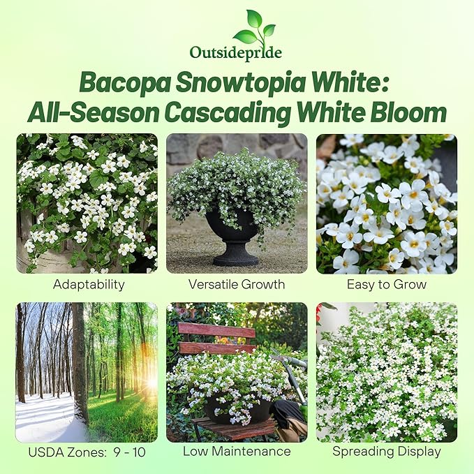 Outsidepride White Snowtopia Bacopa Seeds - 10 Pcs Low Maintenance Perennial Flower Seeds with Cascading, Vibrant Blooms & Trailing Growth Habit, for Containers, Baskets, & Window Boxes