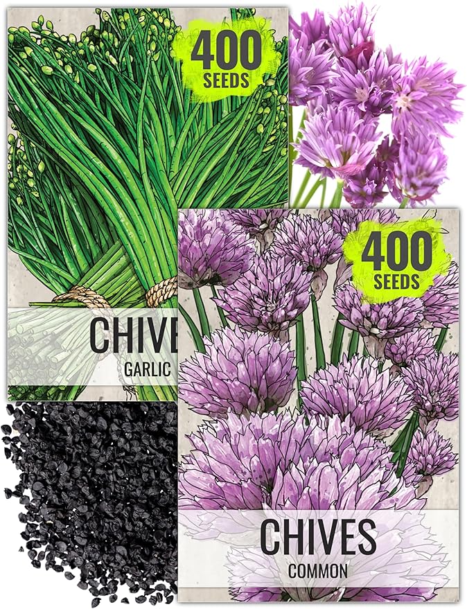 Seed Needs Chive Seeds for Planting Garlic & Common Chives Herbs - Non-GMO Heirloom & Untreated Garden Seed to Plant an Indoor/Outdoor Culinary Garden (Collection of 2 Packets)