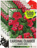 Seed Needs, Cardinal Climber Seeds - 100 Heirloom Seeds for Planting Ipomea Quamoclit - Open Pollinated & Untreated, Attracts Pollinators (5 Packs)