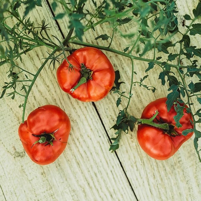Silvery Fir Tree Tomato - 50 Seeds - Russian Heirloom Variety, Heirloom Determinate Tomato Seeds for Planting in Containers or The Home Garden, Thresh Seed Company