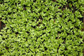 Cress Curled Great for Sprouting Garden Herb by Seed Kingdom Bulk 30,000 Seeds