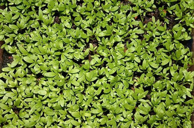 Cress Curled Great for Sprouting Garden Herb by Seed Kingdom Bulk 1 OZ Seeds