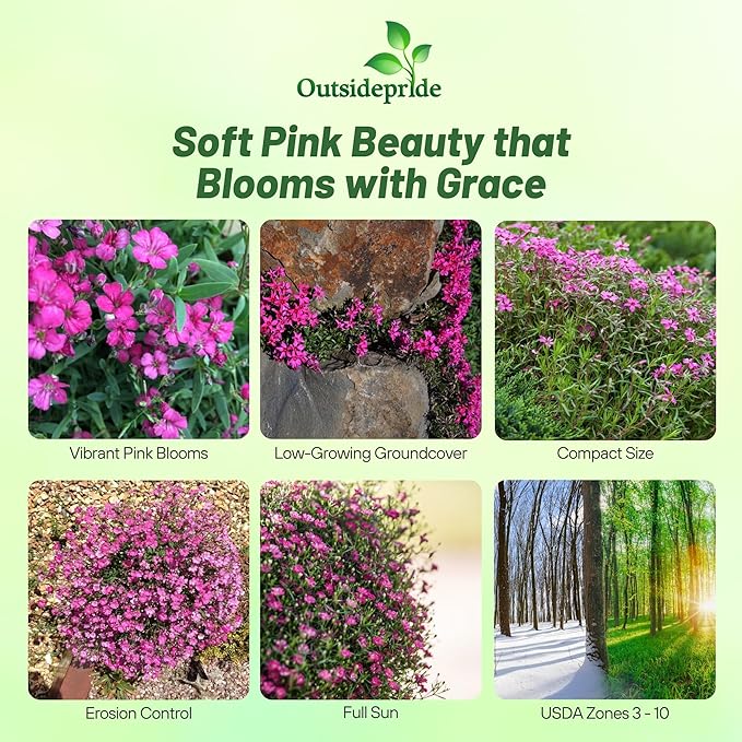 Outsidepride Gypsophila Rose Creeping Baby's Breath Seeds - 5000 Pcs. Perennial, Easy to Grow & Drought Tolerant Wild Flower Seeds for Planting Vibrant Blooms in Pollinator Garden & Floral Arrangement