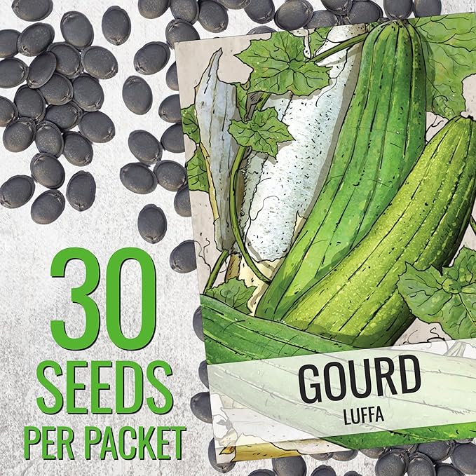 Seed Needs Luffa Seeds for Planting Loofah Sponge Gourds - Non-GMO Heirloom & Untreated Veggie Seed to Plant a Home Grown Outdoor Vegetable Garden (1 Pack)