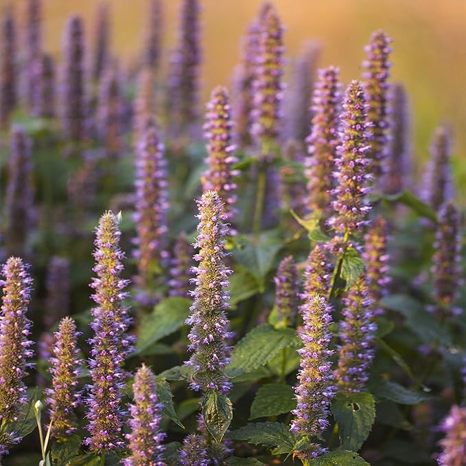 Outsidepride Blue Spike Anise Hyssop Seeds for Planting - 1000 Pcs Perennial Herb Garden Seeds with Fragrant Blooms Attractive to Pollinators, for Small Gardens, Containers, & Xeriscaping