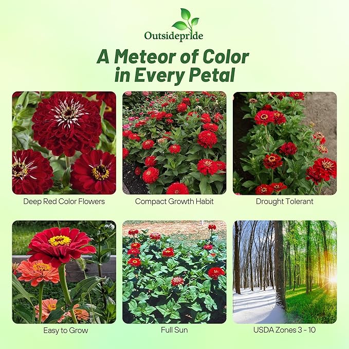 Outsidepride Dahlia Red Meteor Zinnia Seeds - 2000 Pieces Annual, Heat & Drought Tolerant Flower Seeds for Planting w/Vibrant Blooms for Pollinator Gardens & Floral Arrangements