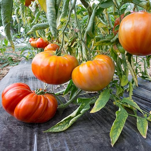 Fertilizer for Tomatoes – Large Size 3 lb Premium Organic Plant Fertilizers with Kelp – Indoor Outdoor Nutrients for Vegetables, Fruits