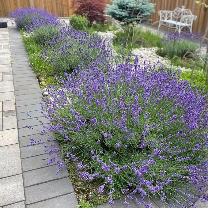 1000 Lavender Seeds – Non-GMO Heirloom Flower Seeds for Planting, Fragrant Blooms for Outdoor Gardens & Borders