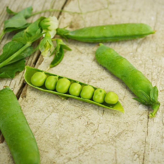 Little Marvel Shelling Pea - 50 Seeds - Heirloom & Open-Pollinated Variety, Easy-to-Grow & Cold-Tolerant, Non-GMO Shelling Pea Seeds for Planting Outdoors in The Home Garden, Thresh Seed Company
