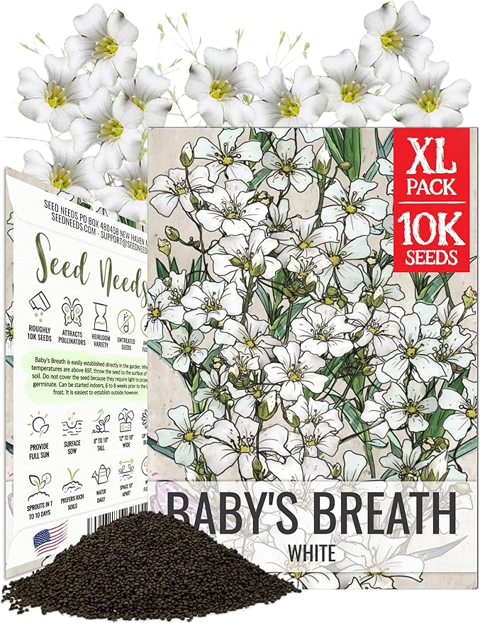 Seed Needs White Baby's Breath Seeds for Planting - Heirloom & Open Pollinated Annual Flowers - Perfect for a Butterfly Garden, Bouquets & Floral Arrangements (XL Packs)