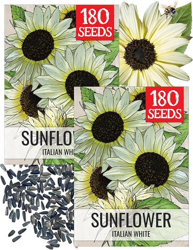Seed Needs Italian White Sunflower Seeds for Planting Pale Yellow Sunflowers - Heirloom & Open Pollinated Flower Seed to Plant an Outdoor Butterfly Garden (2 Packs)