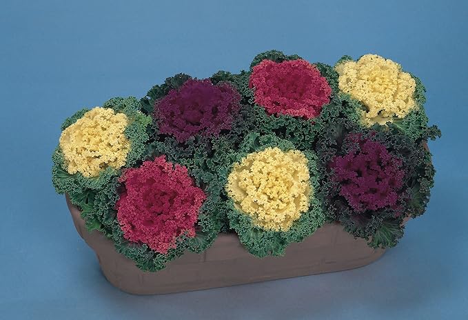 Seeds Vegetable Flowering Kale Mix (Ornamental Cabbage) Fringed - 50-100 Seeds