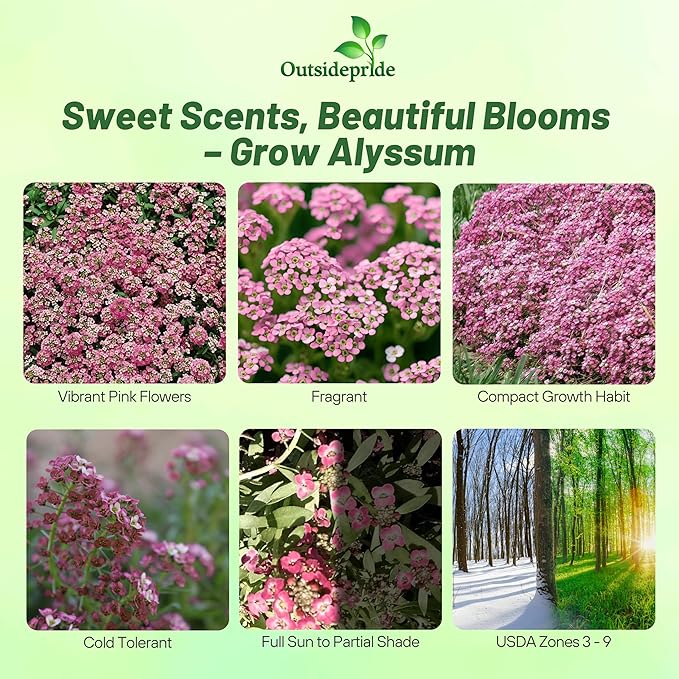 Outsidepride Easter Bonnet Deep Pink Alyssum Seeds - 1000 Pcs Annual, Drought-Tolerant & Pollinator-Friendly Ground Cover Seeds w/Fragrant Honey Blooms for Low-Growing Xeriscaping & Outdoor Planting