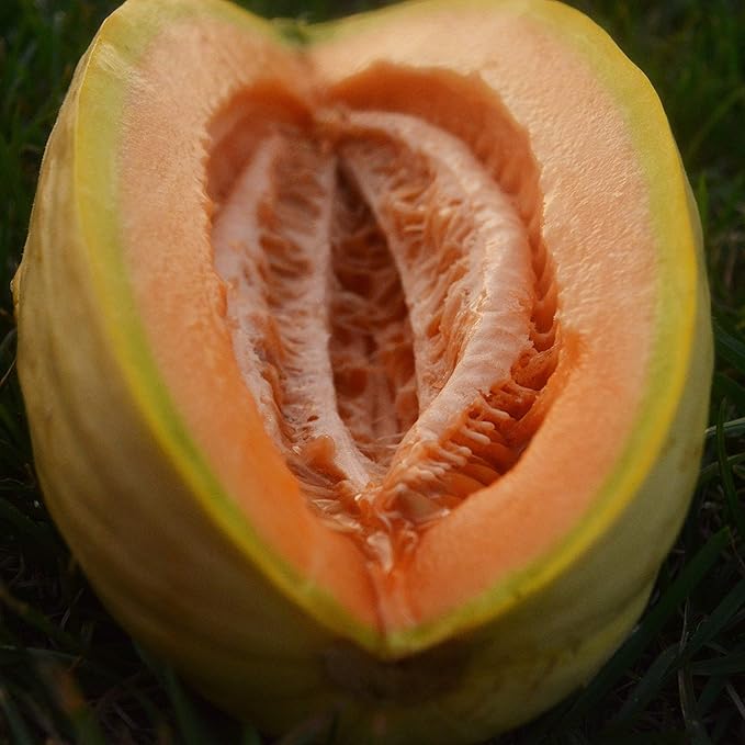 Banana Melon - 25 Seeds - Heirloom & Open-Pollinated Variety, Sweet & Easy-to-Grow, Non-GMO Fruit & Vegetable Seeds for Planting Outdoors in The Home Garden, Thresh Seed Company