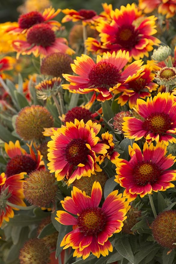 Blanketflower Gaillardia Seeds (Gaillardia aristata) – 500+ Non-GMO Heirloom Seeds by Isla’s Garden Seeds, Vibrant Perennial Wildflowers, Attracts Butterflies & Bees, Drought-Tolerant & Easy to Grow