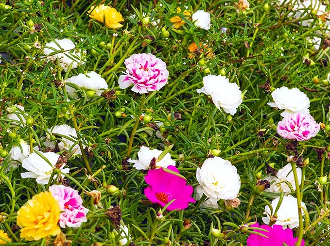 Seeds Multicolor Purslane Double Flower Mix 1000+ Seeds to Grow Double Moss Rose Perfect Ground Cover