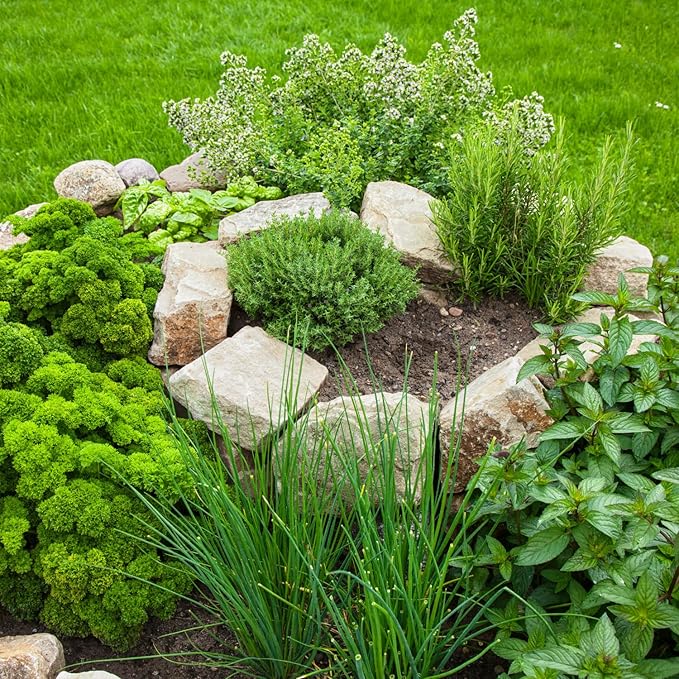 Pack 4 Mix Herb Live Plants, 4-8" Tall Fragrant Lemon Balm, Rosemary, Basil, Oregano and More Varieties Plants Herbs for Garden, Patio and Kitchen Growing, No Pot, Live Herbs Seedlings