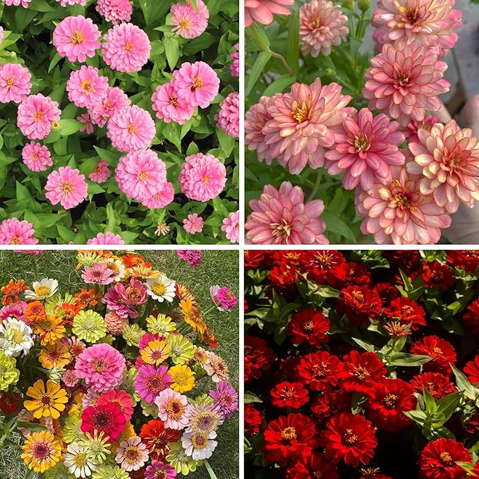Dwarf Zinnia Seeds for Planting, 50+pcs Rare Perennial Zinnia Flower Seeds Plants, Non-GMO Heirloom Fragrant Beauty Flowers Plants Home Garden for Outdoors
