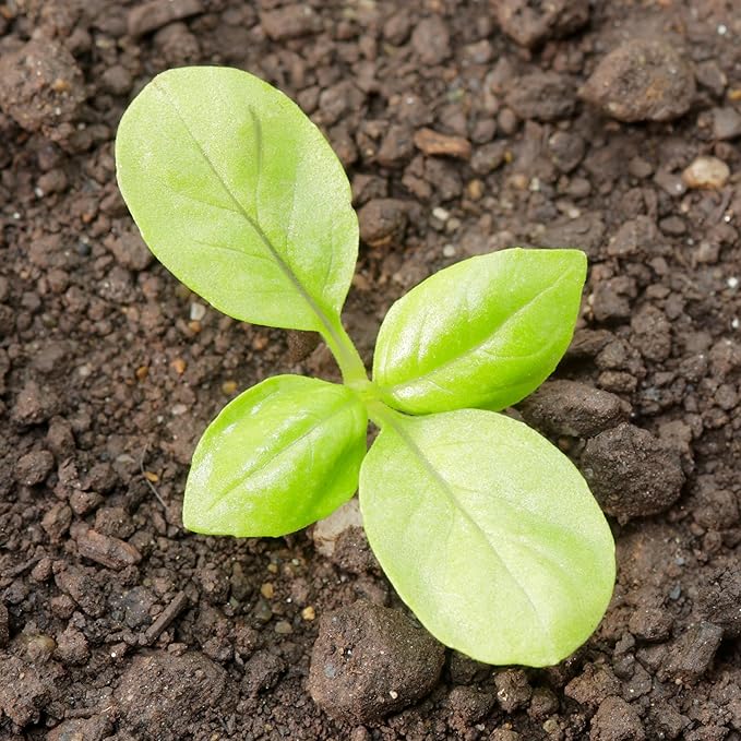 Seed Needs Sweet Genovese Basil Seeds for Planting - Non-GMO Heirloom & Untreated Culinary Herb Seed to Plant an Indoor or Outdoor Home Grown Kitchen Garden (5 Packs)
