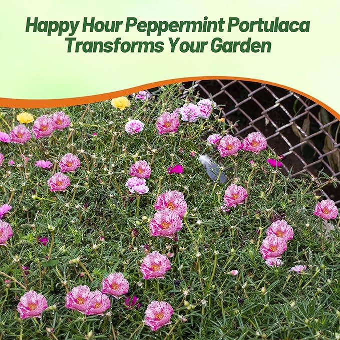 Outsidepride Peppermint Moss Rose Seeds - 500 Pcs Annual, Drought & Heat Tolerant, Pollinator Friendly Ground Cover Seeds for Planting w/Vibrant Blooms & Succulent Foliage, Ideal for Xeriscaping