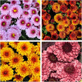 400+ Mixed Color Chrysanthemum Seeds Hardy Garden Flower Seeds - Rare Ground Cover Plant Landscape for Garden Outdoor