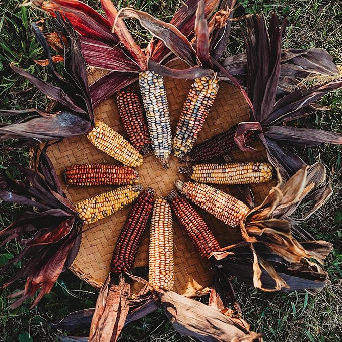 Seneca Red Stalker Ornamental Indian Corn - 50 Seeds - Rare, Colorful Heirloom/Open-Pollinated Variety, USA-grown, non-GMO Vegetable Seeds for Planting Outdoors in the Home Garden, Thresh Seed Company