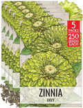 Seed Needs Lime Green Envy Zinnia Seeds for Planting - Heirloom & Open Pollinated Annual Cut Flowers - Grow a Butterfly Garden to Attract Pollinators (5 Packs)