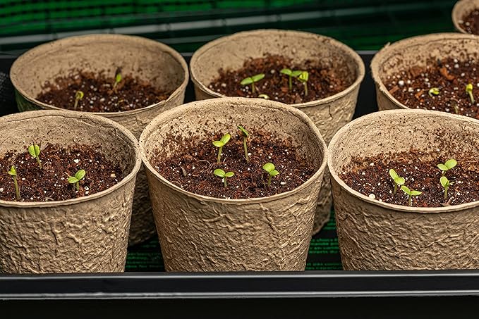 Round Zucchini Seeds for Planting - Heirloom, Non-GMO, USA Grown Seeds in Premium Waterproof Packaging with Plant Information and Instructions - Cucurbita Pepo