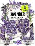 Seed Needs Lavender Seeds for Planting a Variety of Lavandula Plants - Non-GMO Heirloom & Untreated Herb Seed to Plant an Outdoor Home Grown Lavender Garden - Medicinal/Culinary (4 Packs)