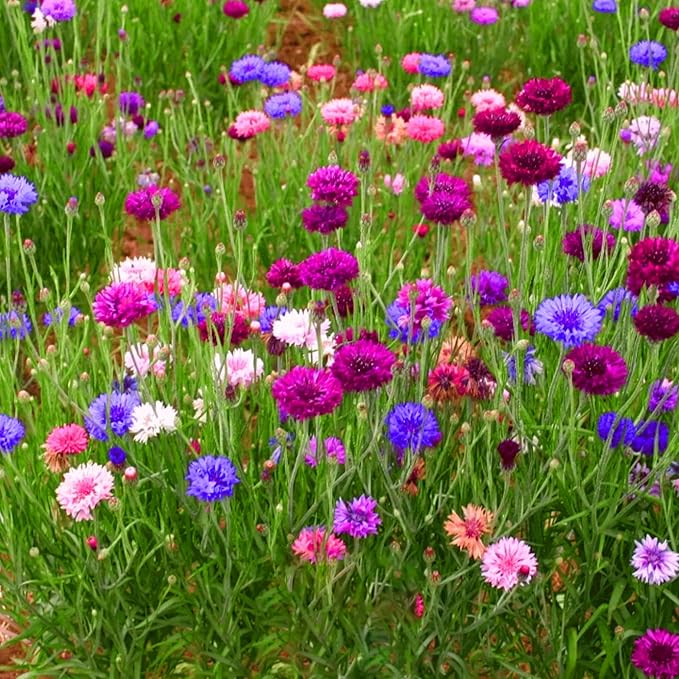 Colorful Dwarf Cornflower Seeds for Planting, 3007+pcs Perennial Cornflower Flower Seeds Plants, Heirloom Non-GMO Rare Beautiful Hummingbirds Open Pollinated Wildflowers in Home Garden Outdoors