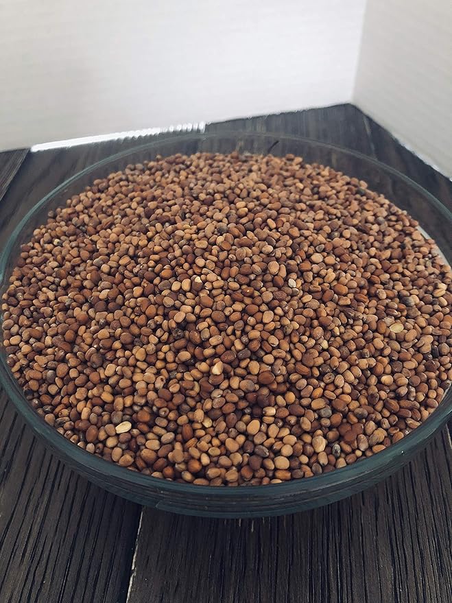 "COOL BEANS n SPROUTS" Brand, Radish Duo Sprouting Mix, 1/2 Pound / 8 Ounces, This is a Mix of Daikon Radish and Red Radish Seeds.