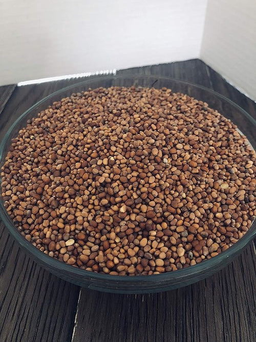 "COOL BEANS n SPROUTS" Brand, Radish Duo Sprouting Mix, 1/2 Pound / 8 Ounces, This is a Mix of Daikon Radish and Red Radish Seeds.