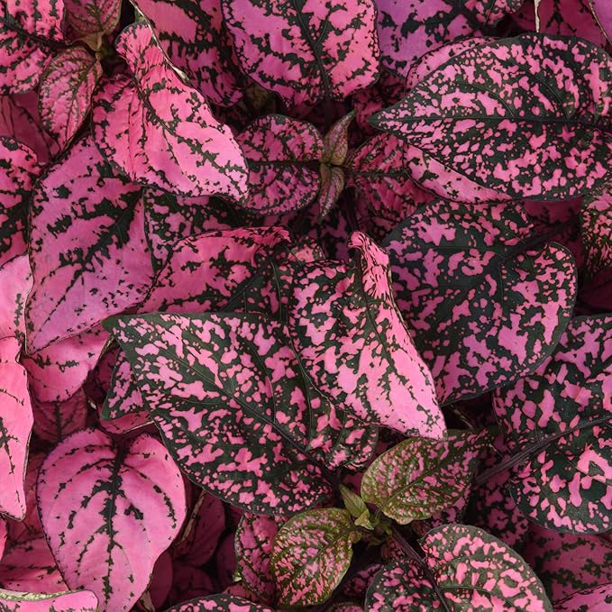 Outsidepride Splash Select Rose Hypoestes Seed for Planting - 50 Pcs Perennial Polka Dot Plant Seeds w/Variegated Foliage for Containers, Hanging Baskets, Small Gardens, Both Indoors & Outdoors