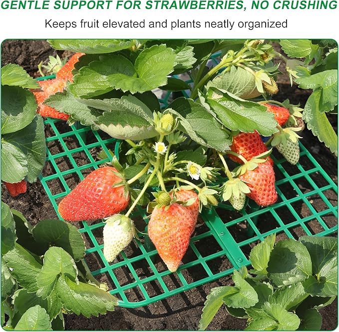 Strawberry Plant Supports, 10 Pack Square Frames Keep Strawberries Off Ground, Reusable Strawberry Plant Stands for Cleaner Strawberries & Easy Harvest