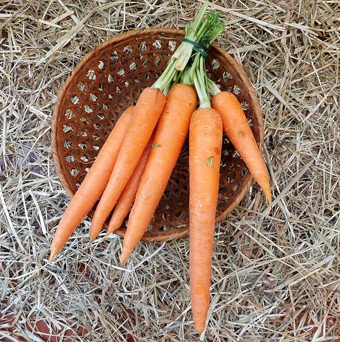 TKE Farms & Gardens - Imperator 58 Carrot Seeds for Planting, 1000+ Heirloom Non-GMO Vegetable Variety, Raised Bed Friendly, Instructions Included