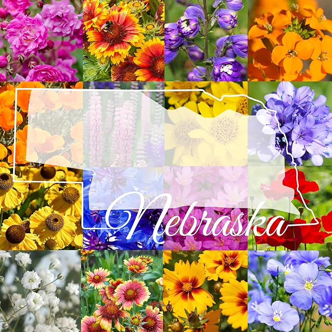 Western Nebraska Wildflower Seed Mix, 1 lb Covers 3,200 sq ft, Multi-Color Blooms, Spring and Fall Planting (1 Pound)