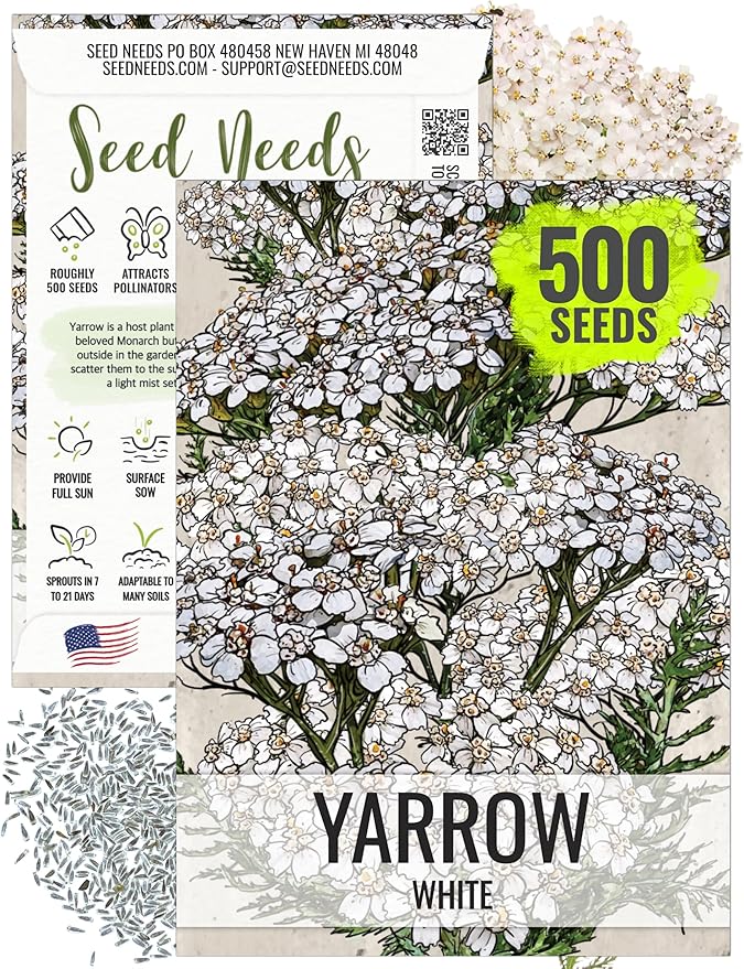 Seed Needs, White Yarrow Seeds - 500 Heirloom Seeds for Planting Achillea millefolium - Perennial Host Plant to Attract Monarch Butterflies & Other Pollinators (1 Pack)