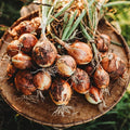 Yellow Sweet Spanish Onion - 50 Seeds - Heirloom & Open-Pollinated Variety, Non-GMO Vegetable Seeds for Planting Outdoors in The Home Garden, Thresh Seed Company
