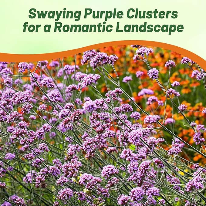 Outsidepride Purpletop Verbena Seeds for Planting - 10000 Pcs. Annual, Drought Tolerant & Easy to Grow, Ground Cover with Fragrant & Vibrant Blooms for Containers, Borders & Pollinator Gardens