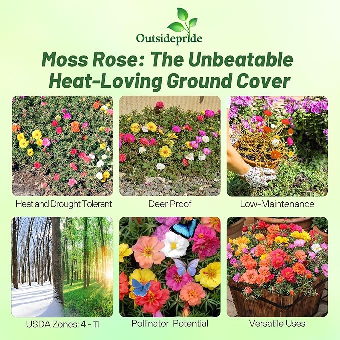 Outsidepride Sundial Mixed Moss Rose Seeds - 500 Pcs Annual, Drought & Heat Tolerant, Pollinator Friendly Ground Cover Seeds for Planting w/Vibrant Blooms & Succulent Foliage, Ideal for Xeriscaping